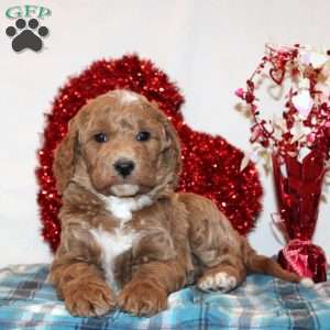 Daniel, Mini Goldendoodle Puppy